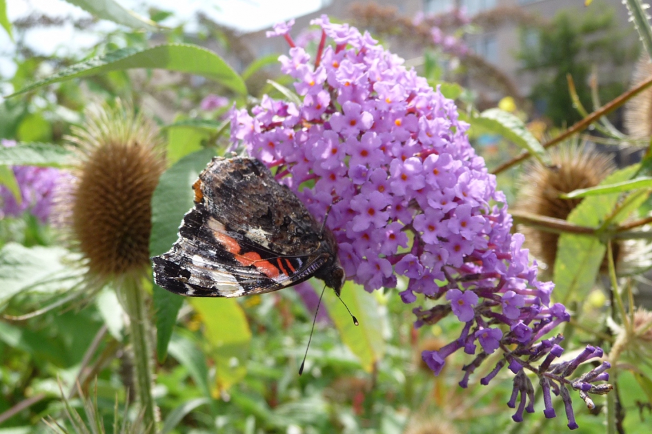 Atalanta - Geleedpotigen - 