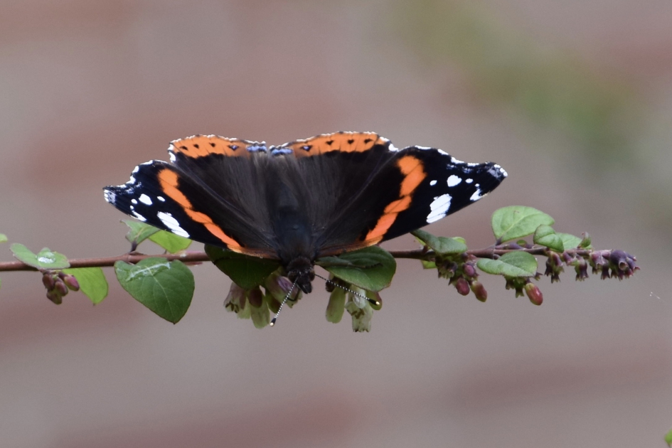 Atalanta - Geleedpotigen - 