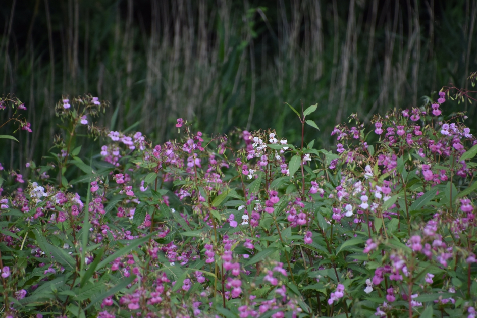 Balsemientjes - Planten - 