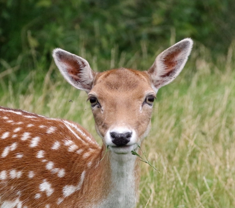 Bambi