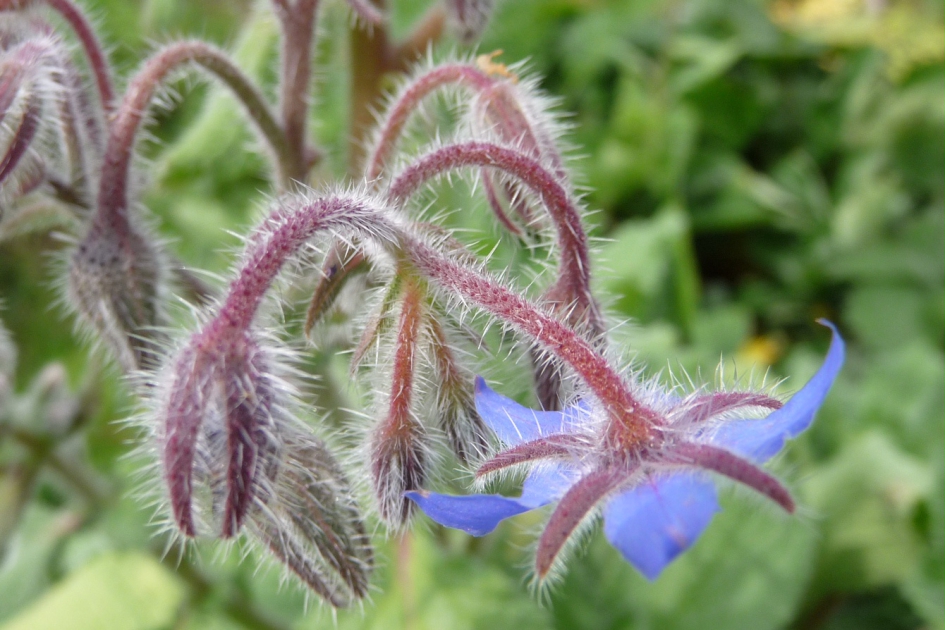 Barnegie/komkommerkruid - Planten - 
