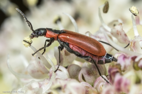 Basterdweekschildkever (Anthocomus rufus)