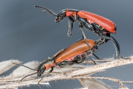 Basterdweekschildkever (Anthocomus rufus)