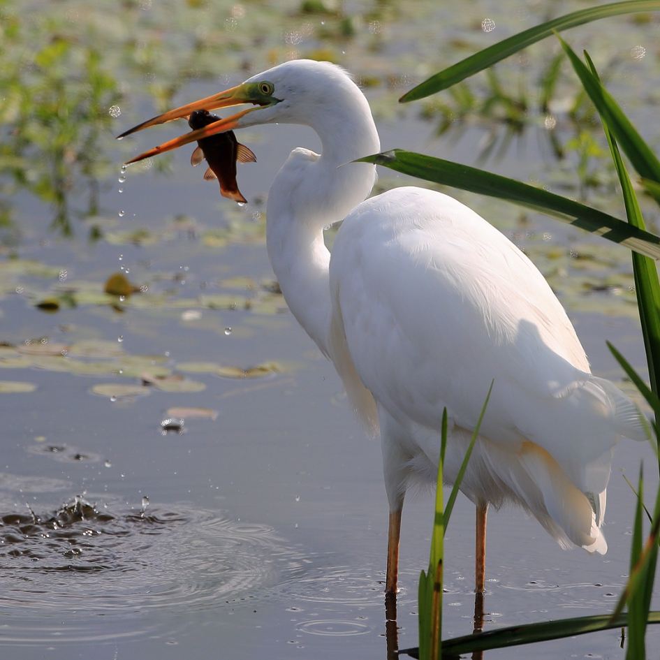 Beet ! - Vogels - Grote Zilverreiger