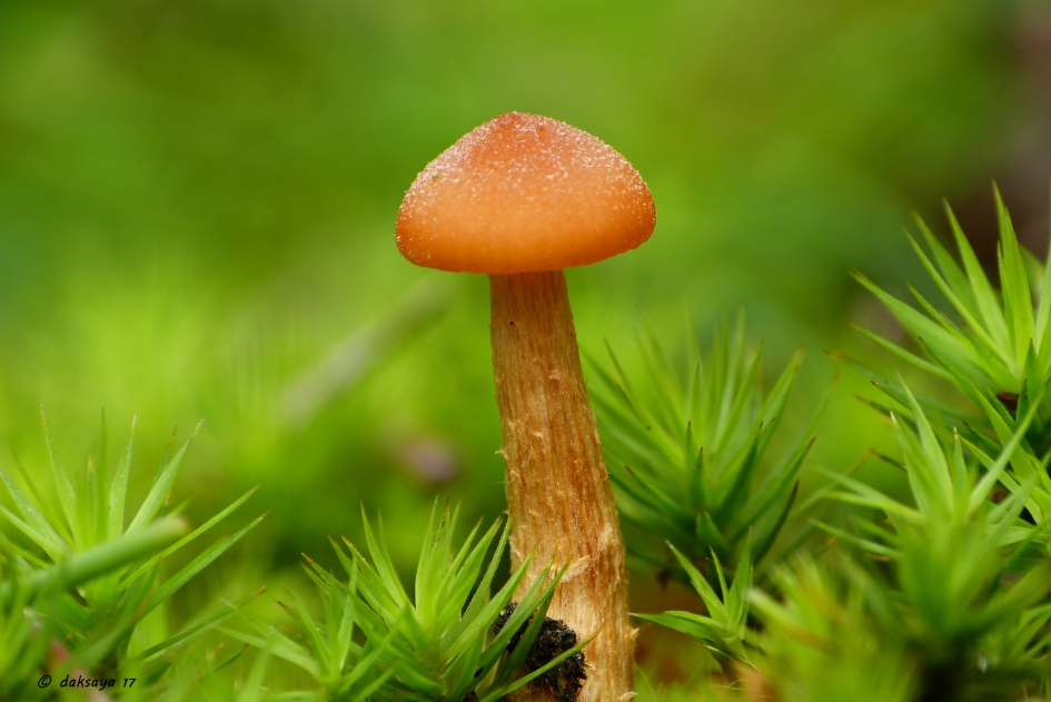 Beetje oranje.. - Schimmels - 