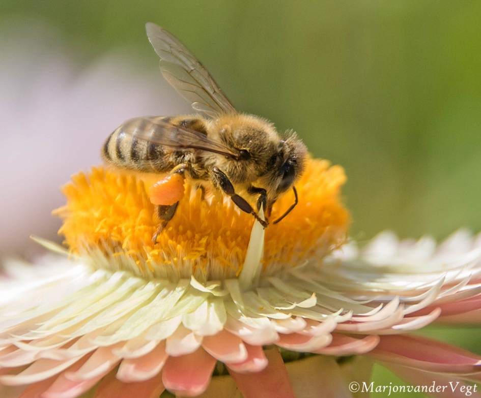 Benen vol - Geleedpotigen - bij