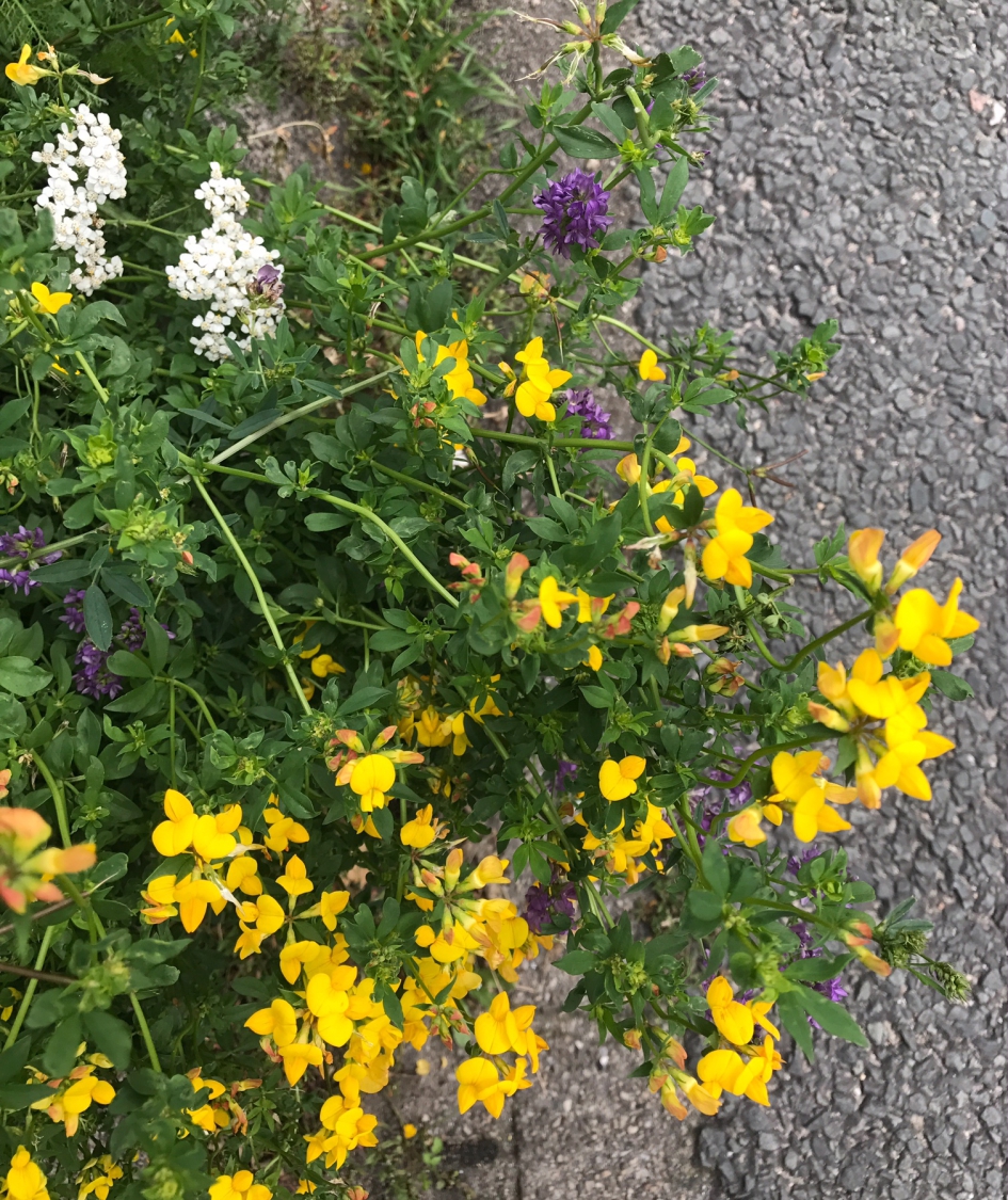 Bermbloemen - Planten - 