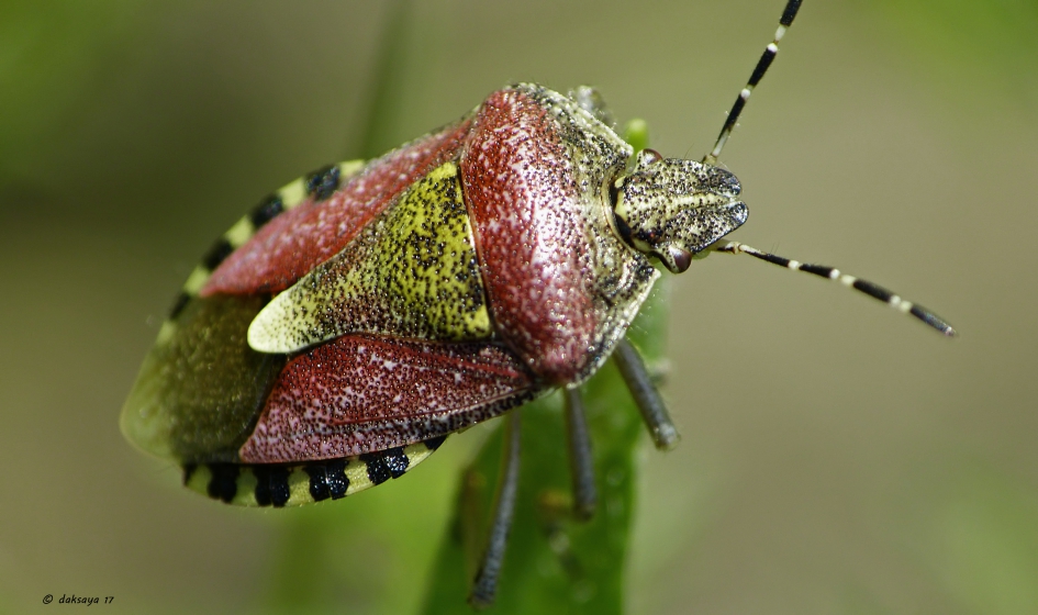 Bessenwants - Geleedpotigen - 