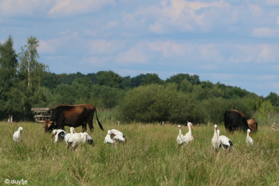 Bestelling afgeleverd 1 - Vogels - Ooievaars