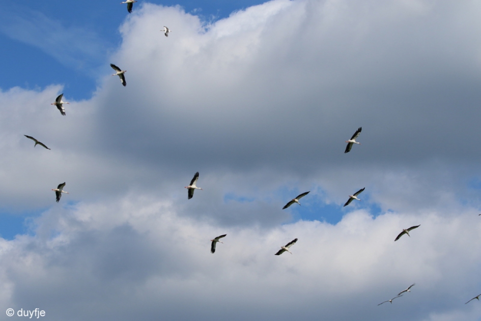 Bestelling afgeleverd 2 - Vogels - Ooievaars