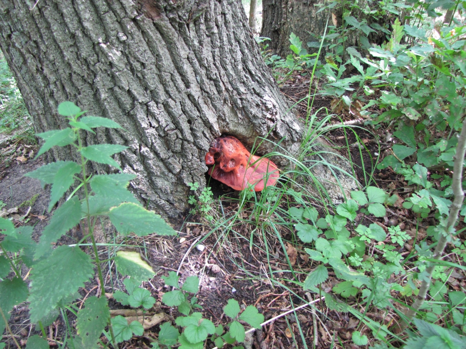 Biefstukzwam - Schimmels - Bierfstukzwam