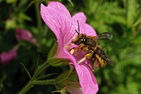 Bij op bloem