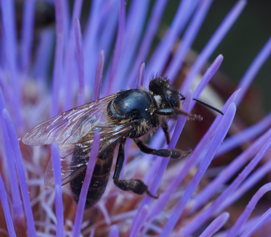 Bij verdwaald op kardoen - Geleedpotigen - 