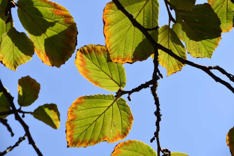 Bijna herfst - Planten - 