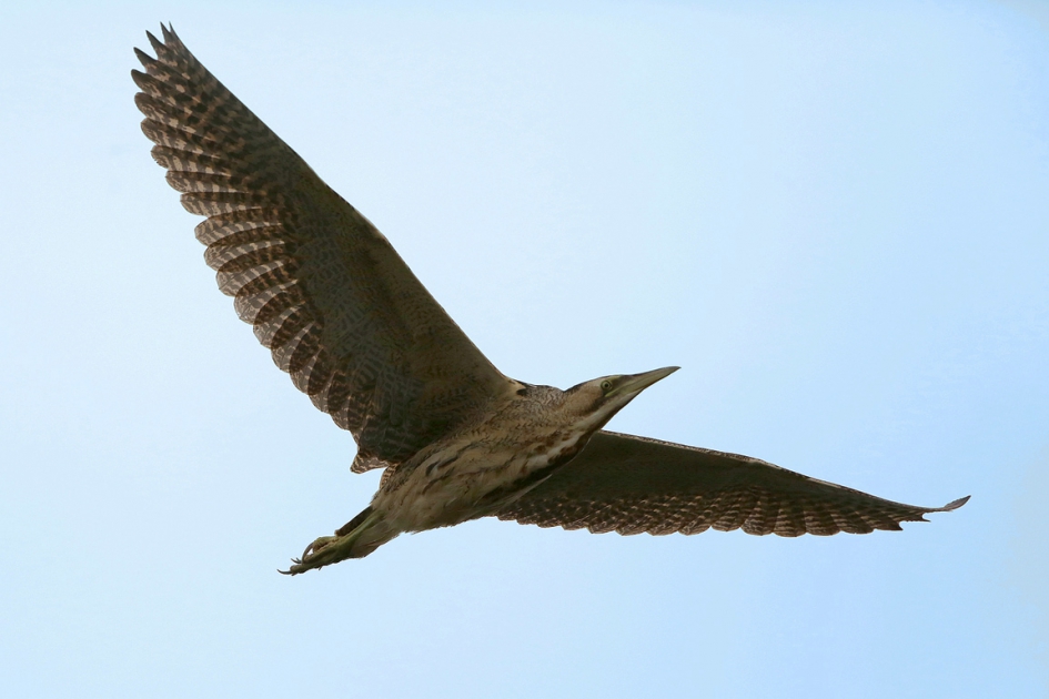 Bijvangst - Vogels - ro