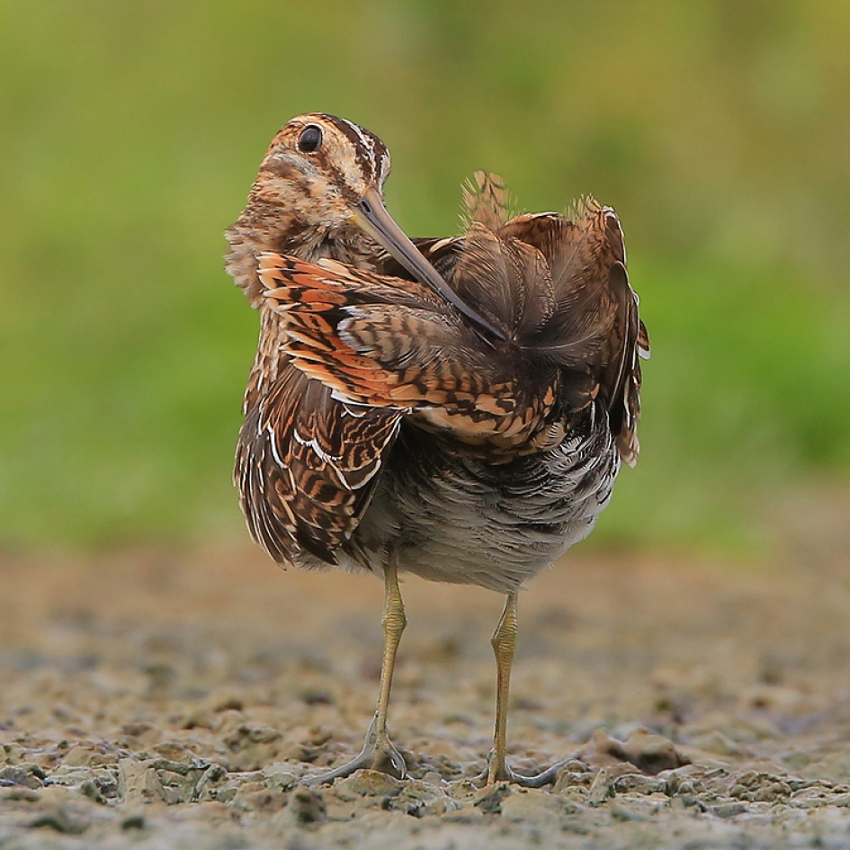 Bird pride - Vogels - Watersnip