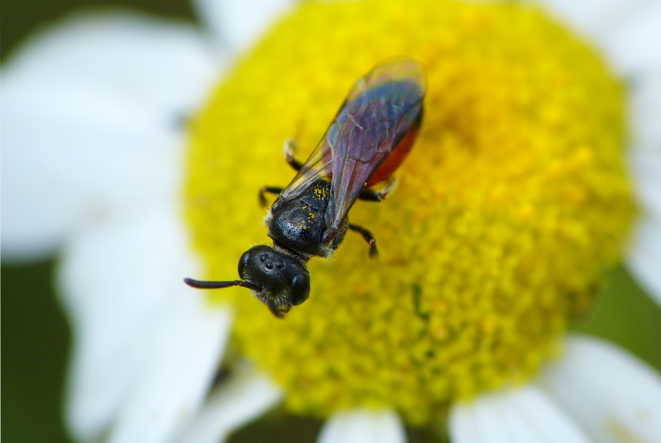 Bladwesp? - Geleedpotigen - 