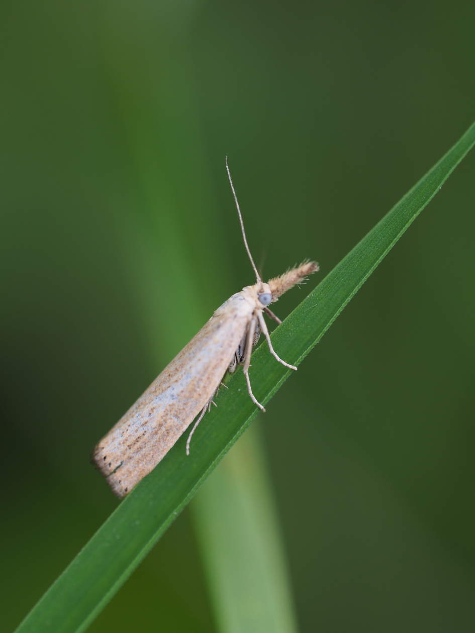 Blauw - Geleedpotigen - 