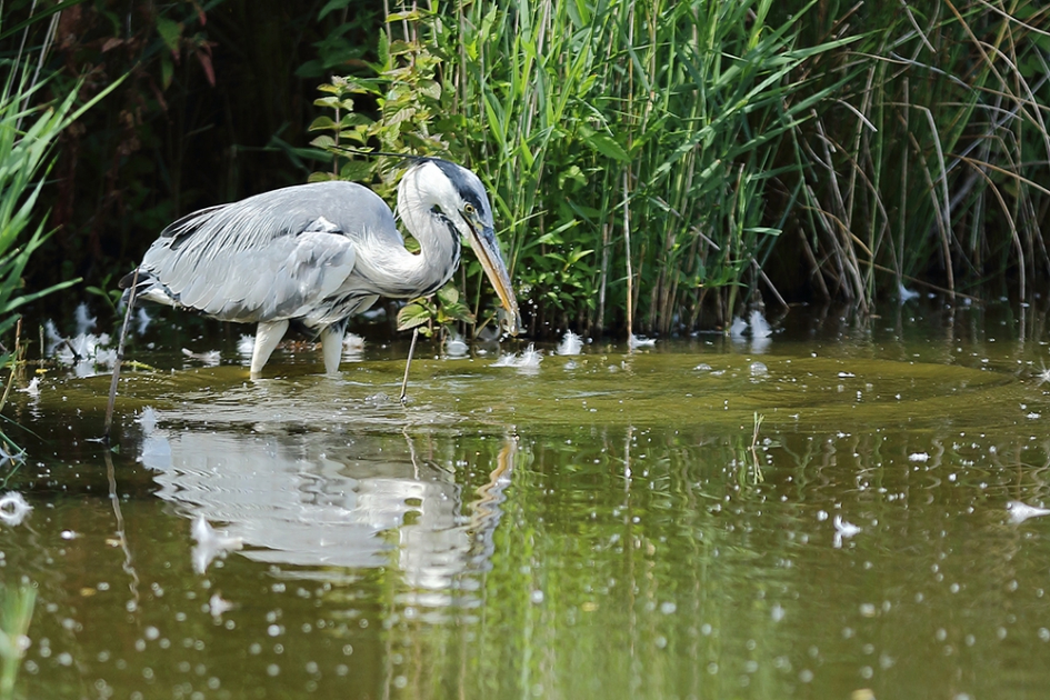 blauwe reiger vangt minihapje - Vogels - 