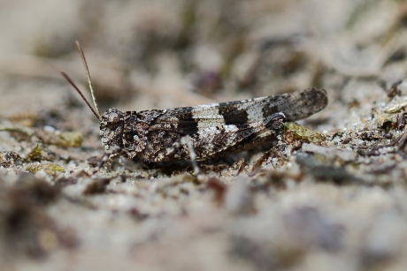 blauwvleugelsprinkhaan -m-