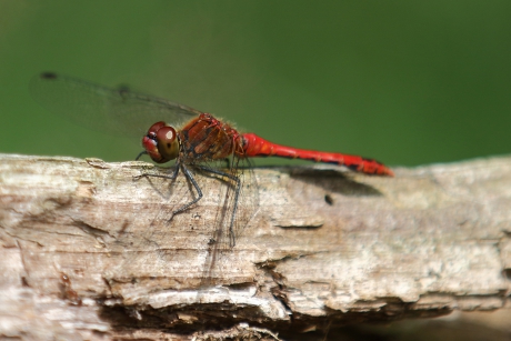 bloedrode heidelibel -m-
