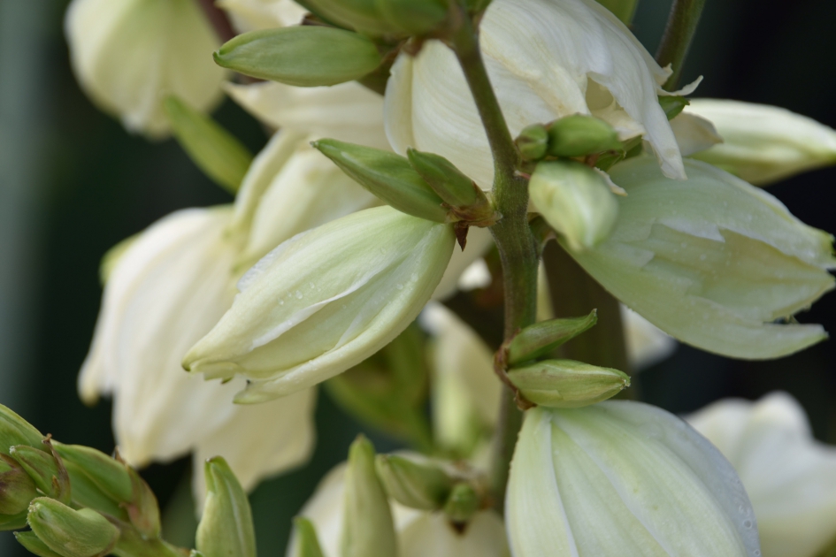 Bloem van de yucca - Planten - 