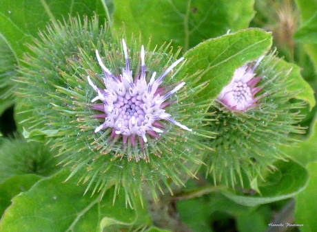 Bloemen van de kleine klis