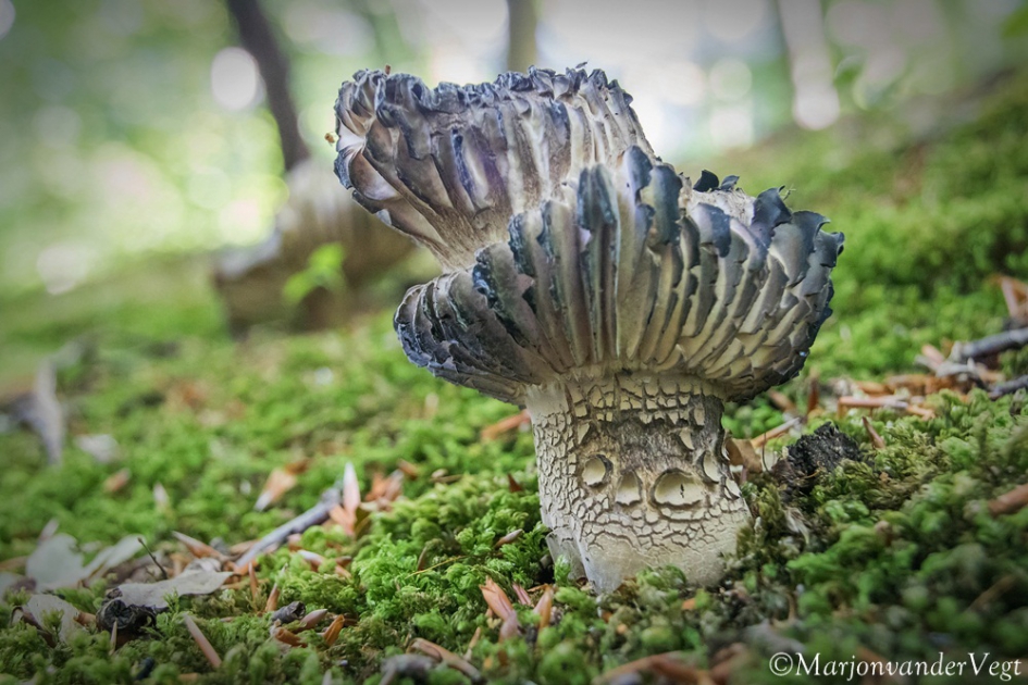 Blue - Schimmels - Grofplaatrussula