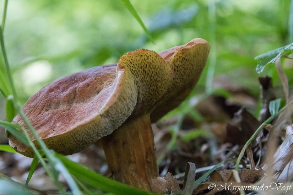 Boleet - Schimmels - Boleet