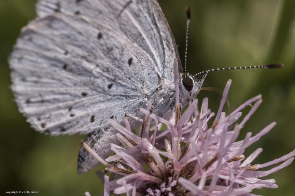 Boomblauwtje - Geleedpotigen - Boomblauwtje