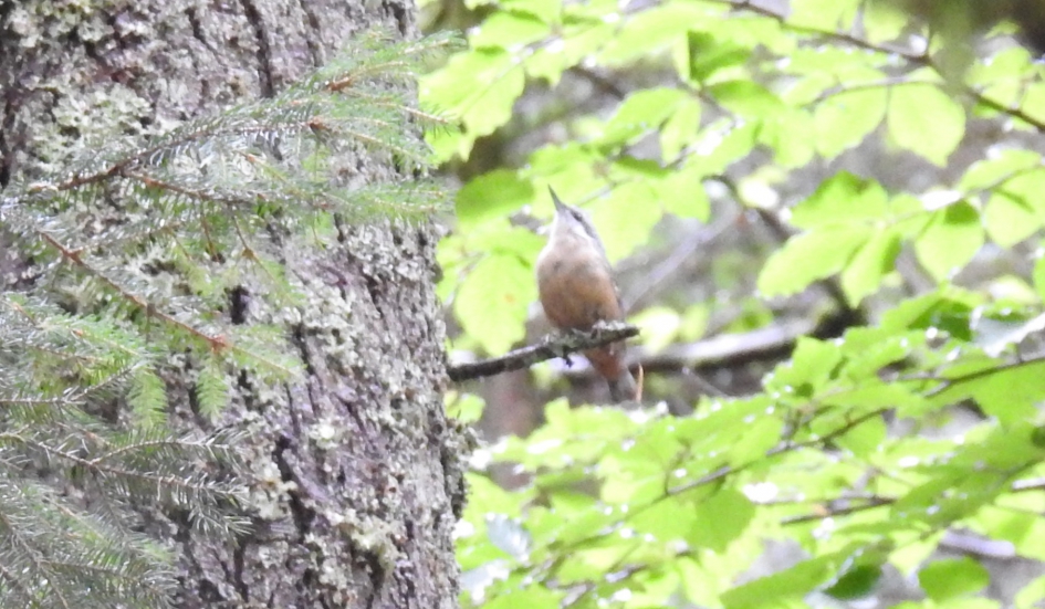 Boomklever kijkt omhoog - Vogels - Boomklever