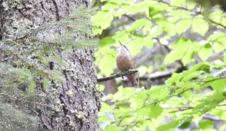 Boomklever kijkt omhoog