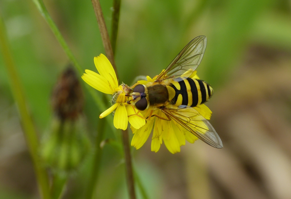 Bosbandzwever - Geleedpotigen - 
