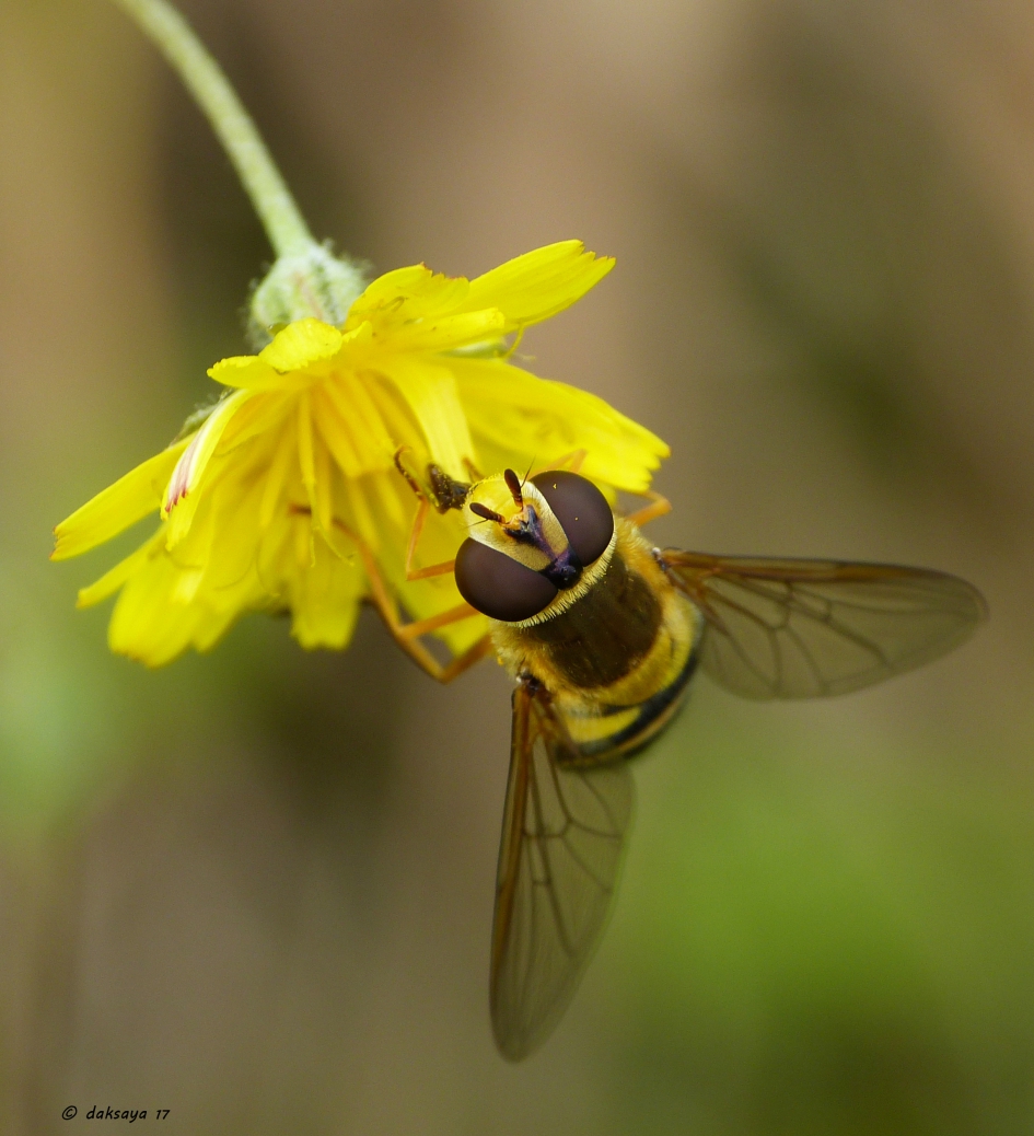 Bosbandzwever - Geleedpotigen - 