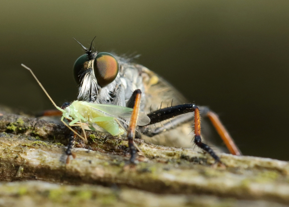 bosrandroofvlieg -m- met prooi - Geleedpotigen - 