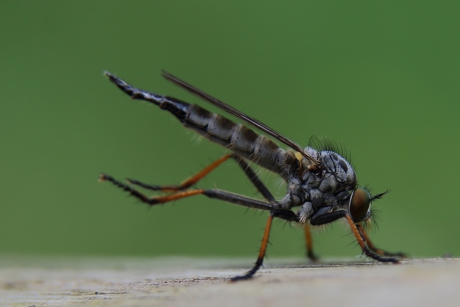 bosrandroofvlieg -v-