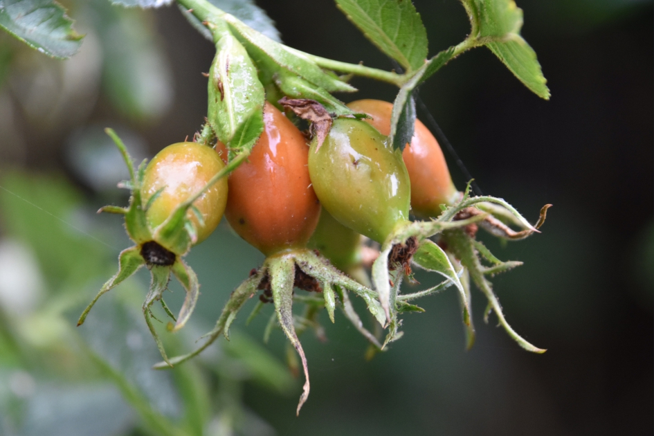 Bottels in de regen - Planten - 