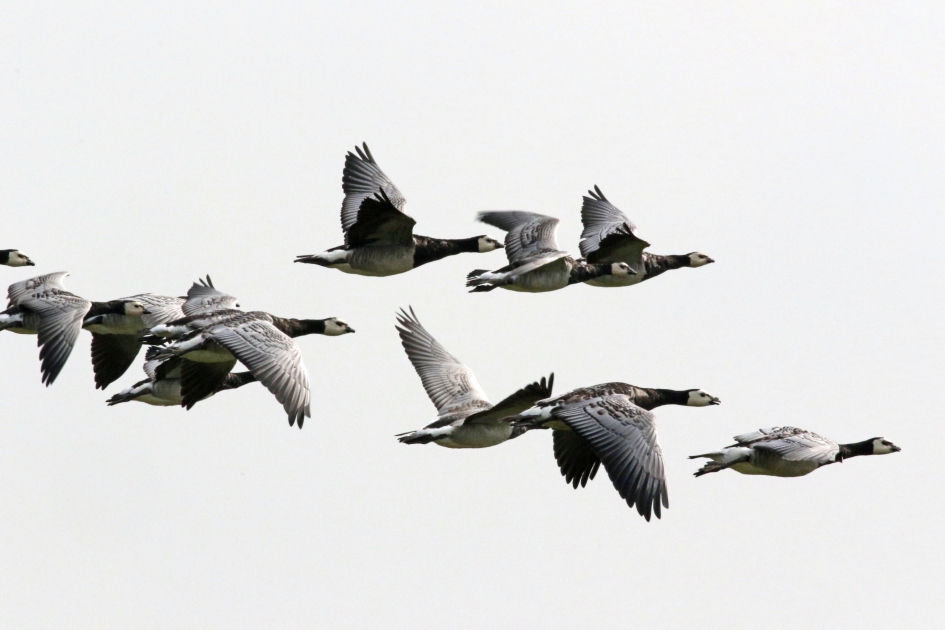 Brandganzen - Vogels - 