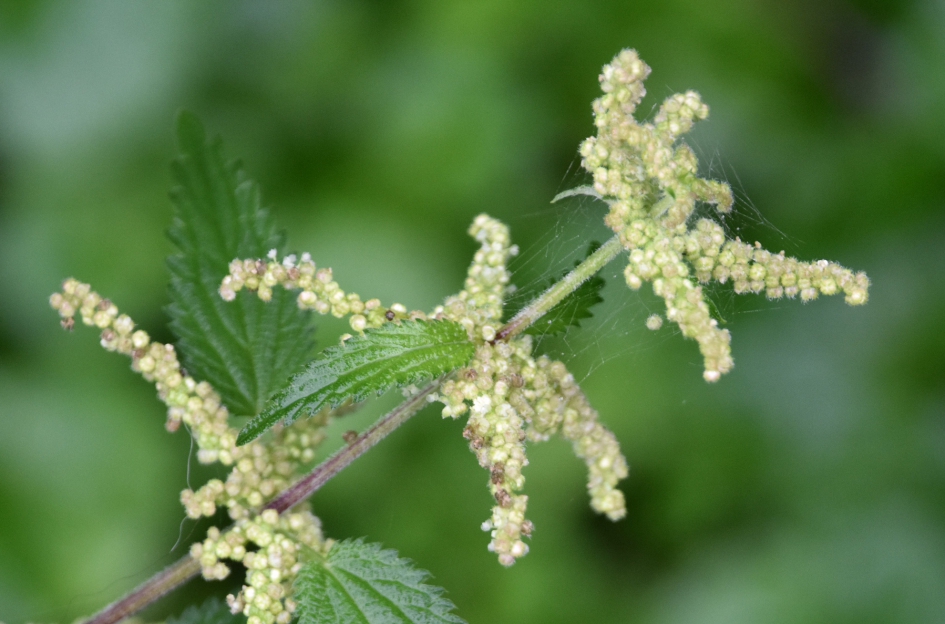 Brandnetel - Planten - 