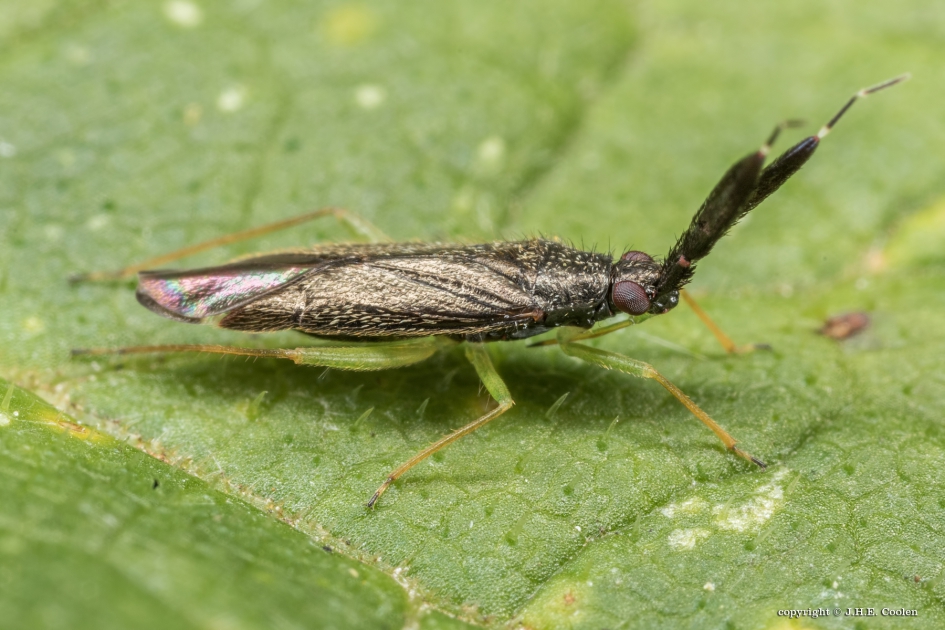 Breedsprietwants - Geleedpotigen - Breedsprietwants