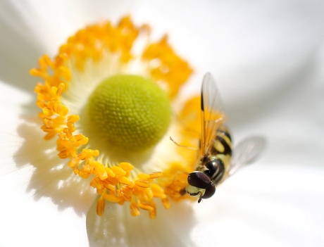 bretel-wimperzweefvlieg