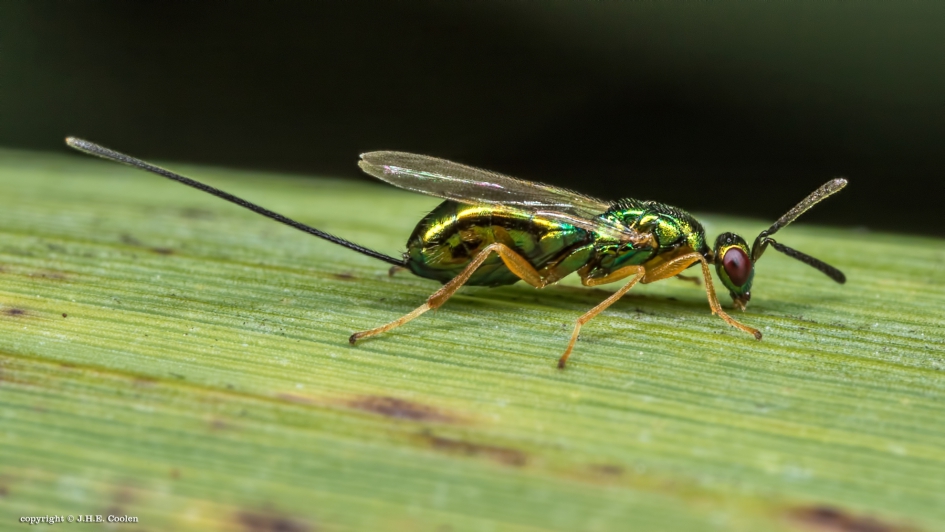 Bronswesp - Geleedpotigen - Bronswespje