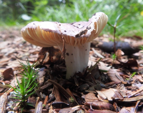 Broze Russula