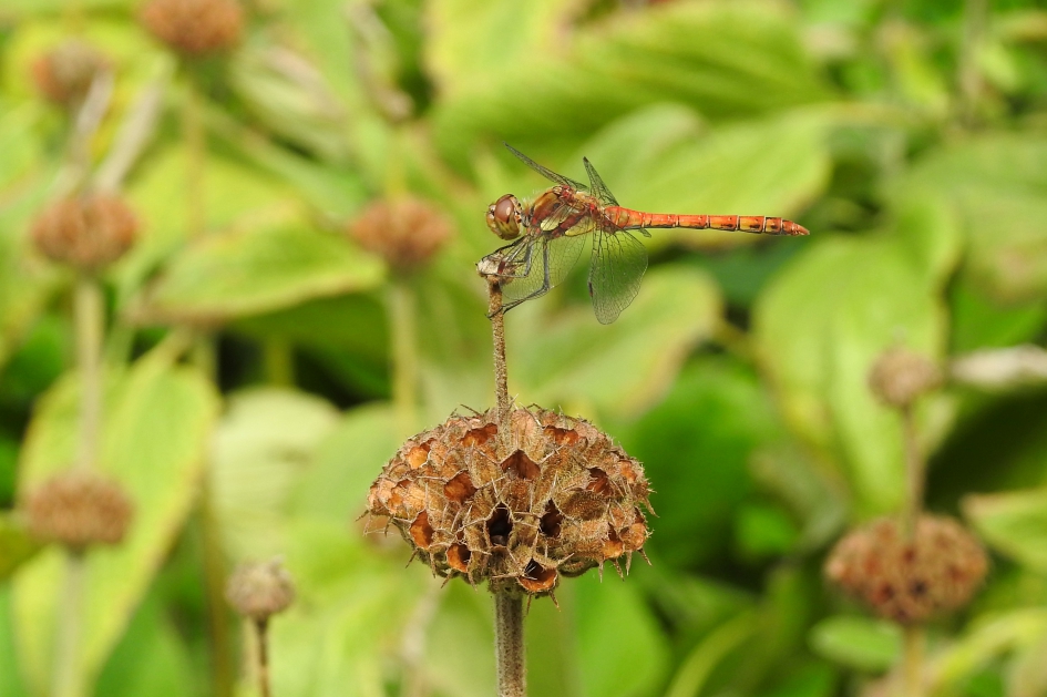 Bruin en rood - Geleedpotigen - Bruinrode heide libel