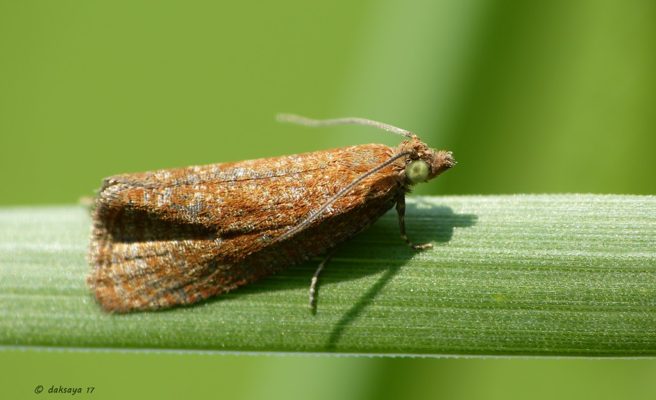 Bruin motje - Geleedpotigen - 