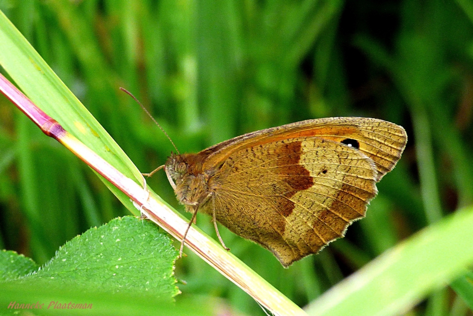 Bruin zandoogje - Geleedpotigen - 'Bruin zandoogje