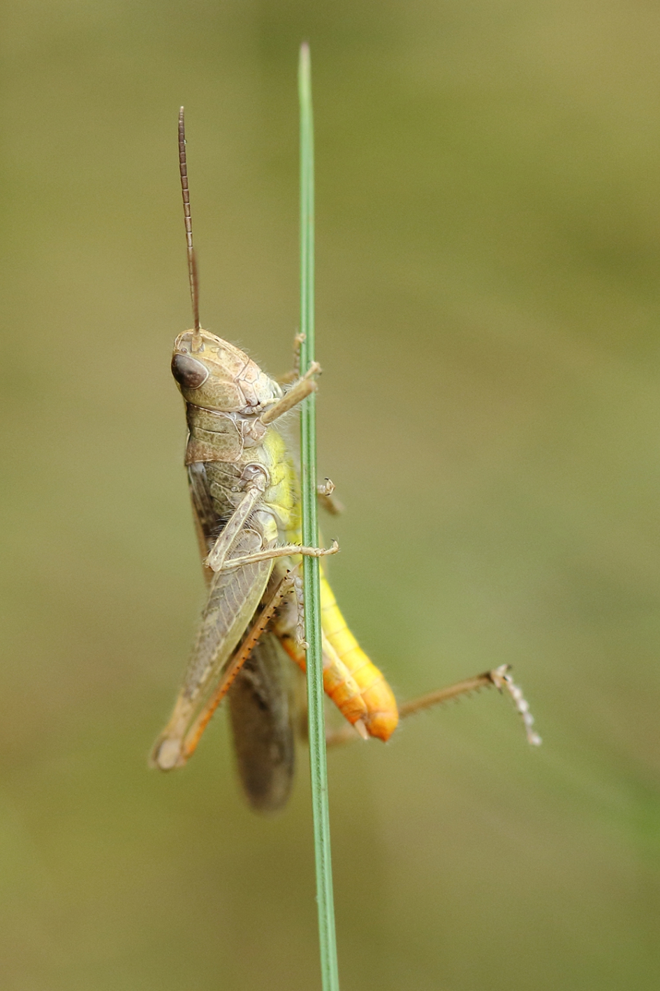 bruine sprinkhaan - Geleedpotigen - 