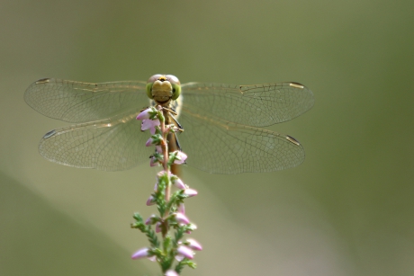 bruinrode heidelibel -v-