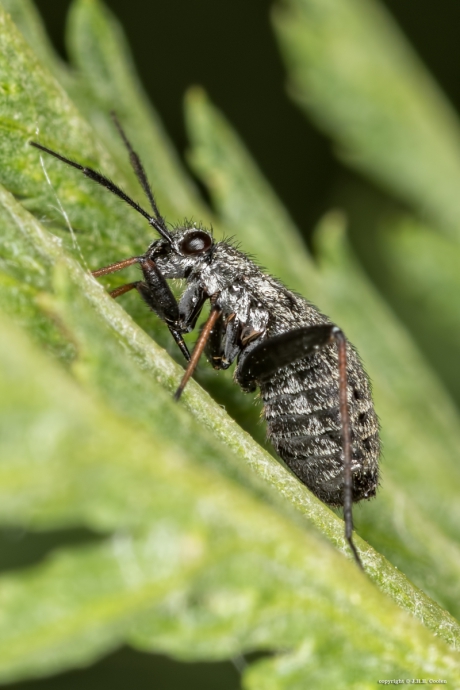 Bruinscheenspringwants