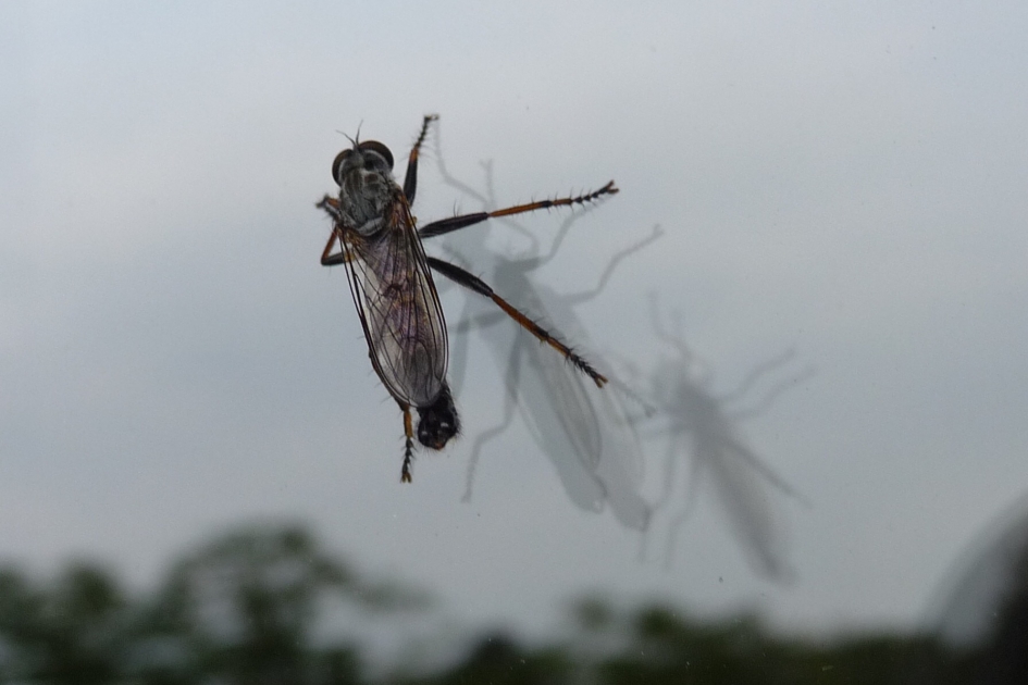 Buiten - Geleedpotigen - 